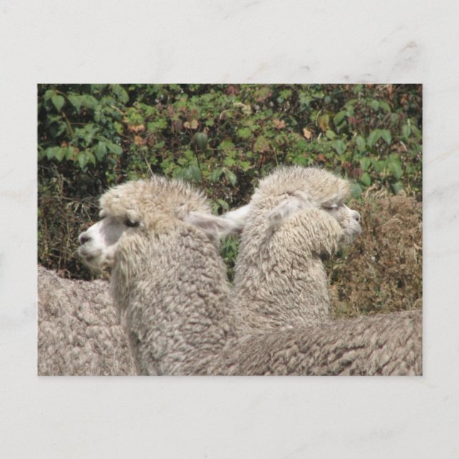 Alpaca, Parque Llaviucu, Ecuador Vykort (Framsida)