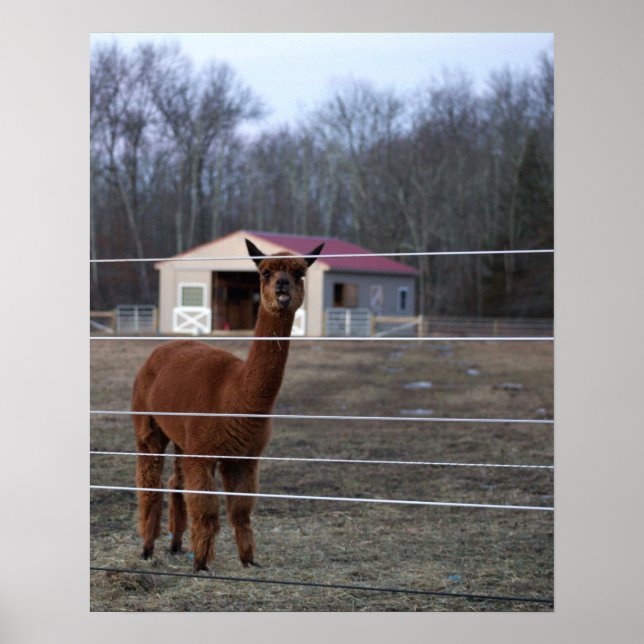 Alpaca Photo Poster (Framsidan)