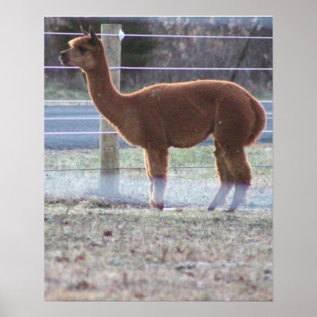 Alpaca Photo Poster (Framsidan)
