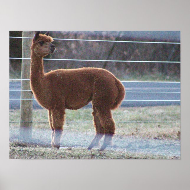 Alpaca Photo Poster (Framsidan)