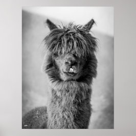 Alpaca Porträtt Black and White Poster