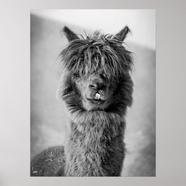 Alpaca Porträtt Black and White Poster (Framsidan)