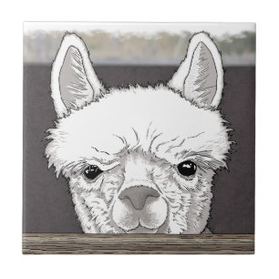 Alpaca Porträtt Kakelplatta
