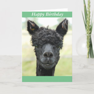 Alpaca Porträtt Kort