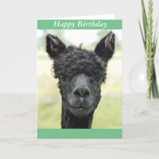 Alpaca Porträtt Kort