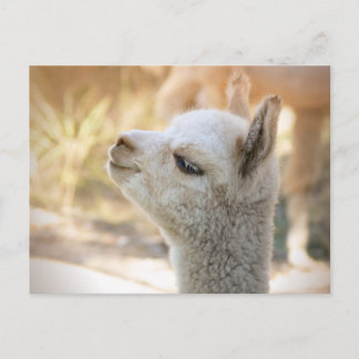 Alpaca Postcard Celeste Vykort