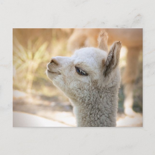 Alpaca Postcard Celeste Vykort (Framsida)