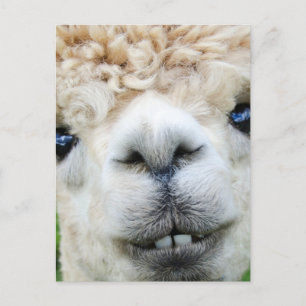 ALPACA POSTCARD HELG VYKORT
