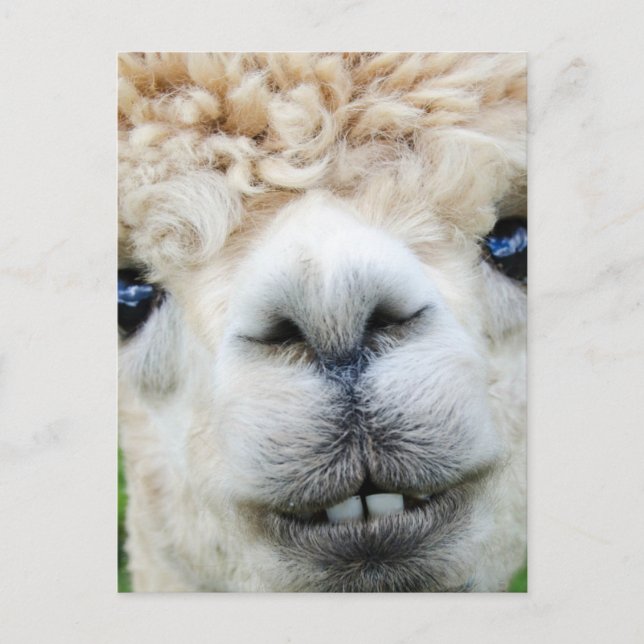 ALPACA POSTCARD HELG VYKORT (Framsida)