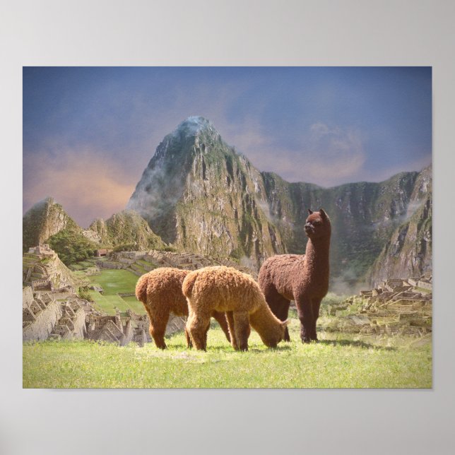 Alpaca Poster (Framsidan)