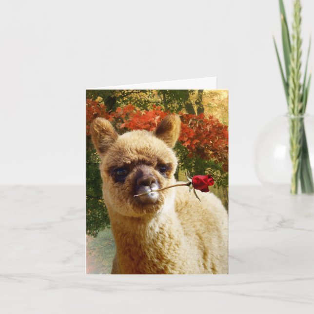 Alpaca Ro Note Cards Kort (Framsida)