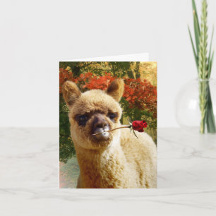 Alpaca Ro Note Cards Kort