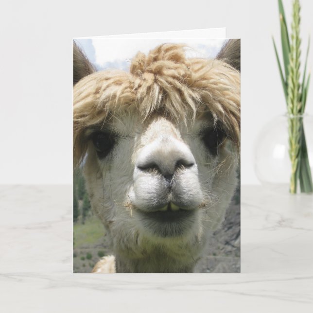 ALPACA ROLIG FÖDELSEDAGKORT KORT (Framsida)