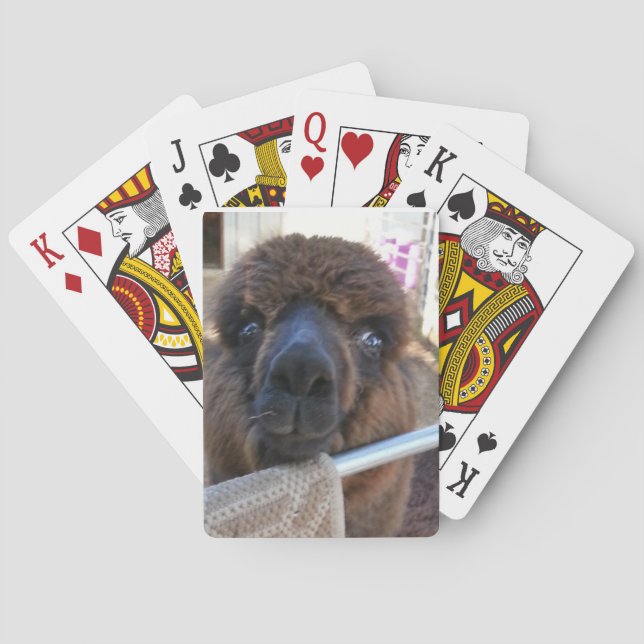 Alpaca som leker kort casinokort (Baksidan)