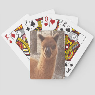 Alpaca som leker kort spel kort