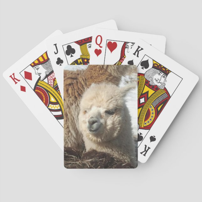 Alpaca som leker kort spelkort (Baksidan)