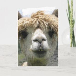 ALPACA TOM KORT