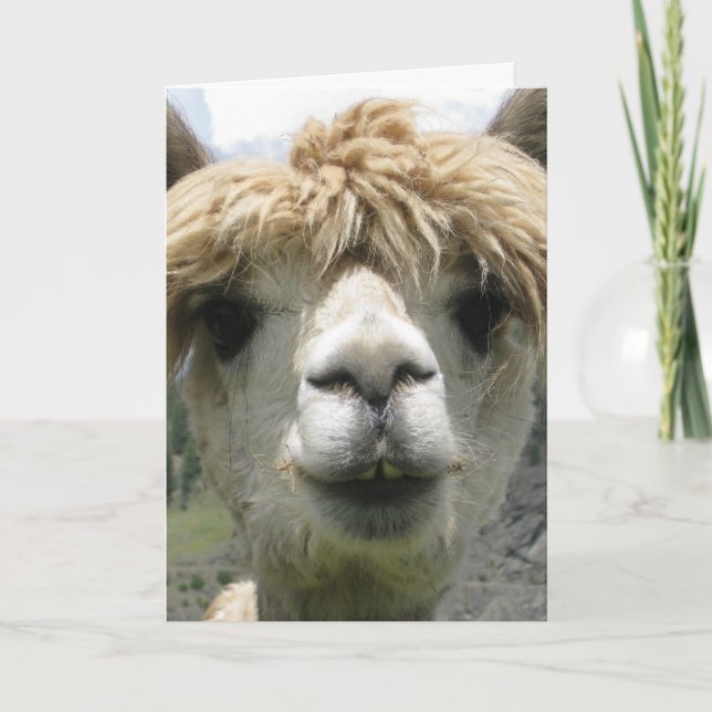 ALPACA TOM KORT (Framsida)