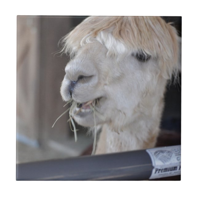 Alpaca, vit kakelplatta (Framsidan)