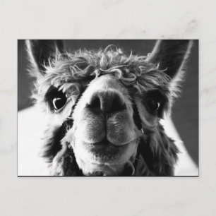 Alpaca Vykort