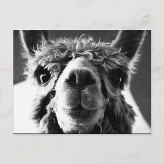 Alpaca Vykort