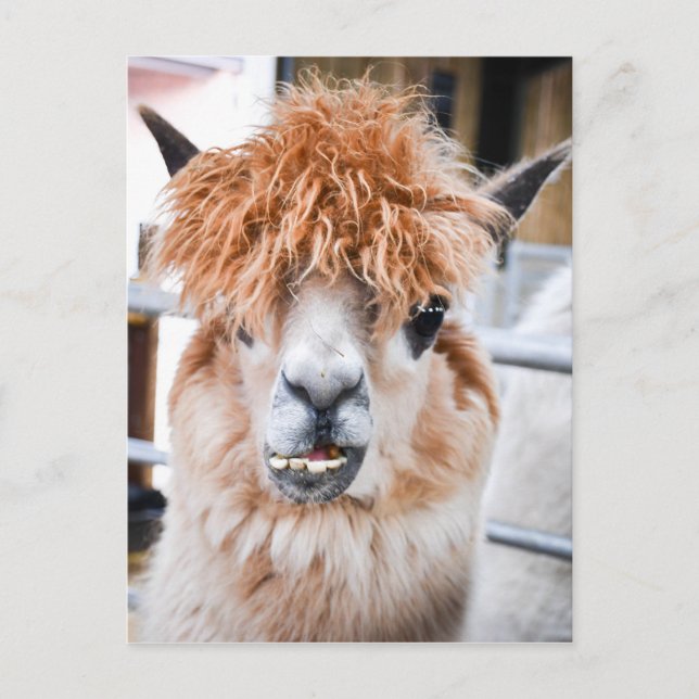Alpaca Vykort (Framsida)