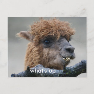 Alpaca Vykort