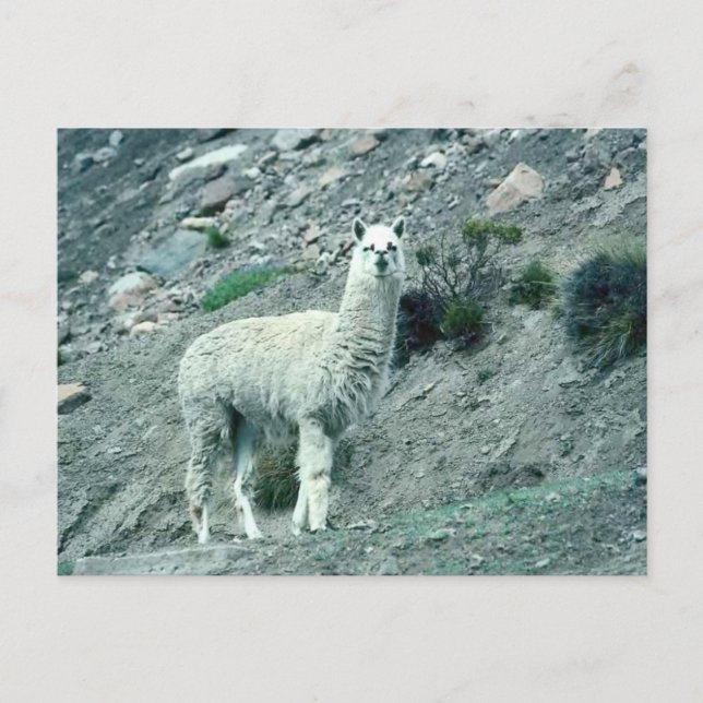 Alpaca Vykort (Framsida)