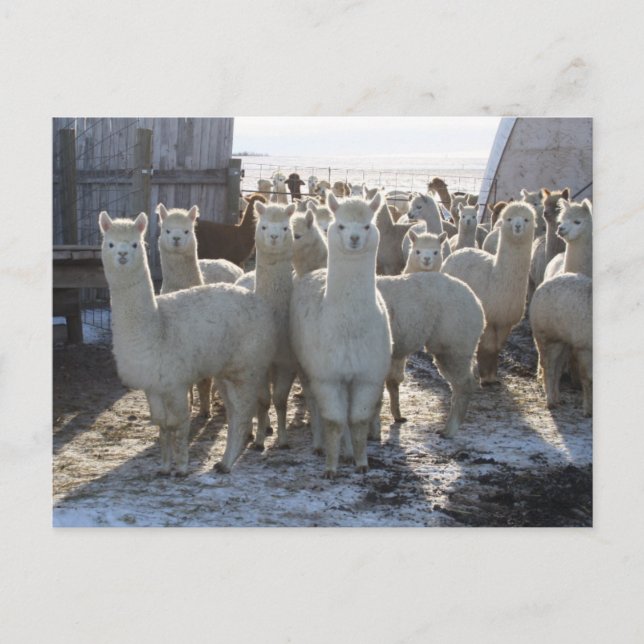 Alpaca-vykort Vykort (Framsida)