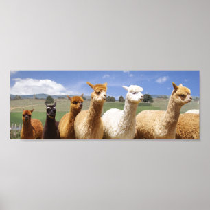 AlpacaaffischLine Up Poster