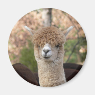 AlpacaBellemagnet Magnet