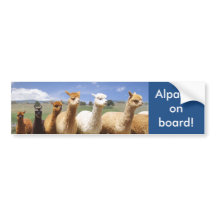 AlpacabildekalAlpacas ombord