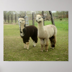 AlpacaDuo Poster
