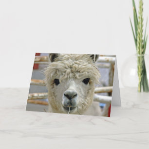 Alpacafödelsedag Kort