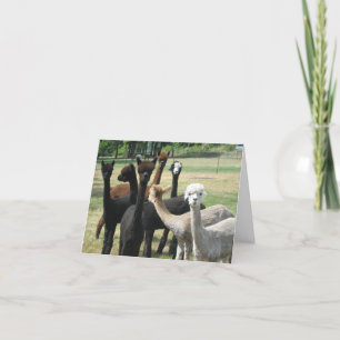Alpacahälsningar Kort