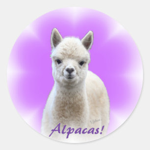 Alpacahoppklistermärkear Runt Klistermärke