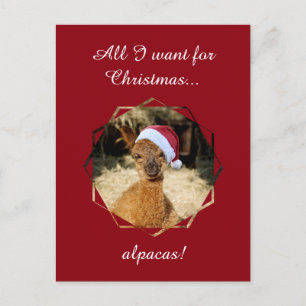 Alpacajulvykort Helg Vykort