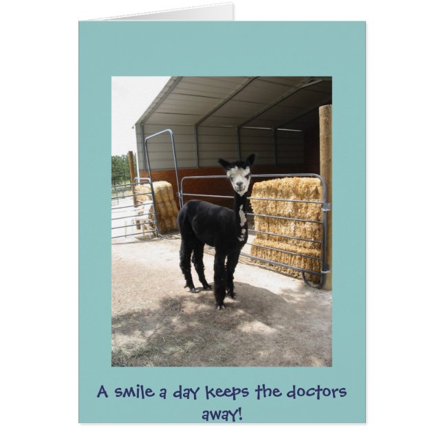 alpacakort hälsningskort (Framsidan)