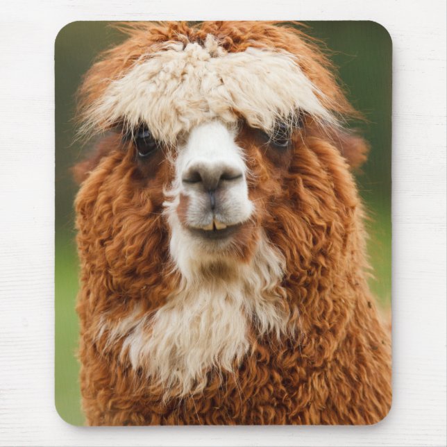 Alpacaleenden Musmatta (Framsidan)