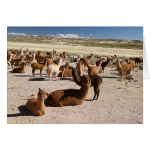 AlpacaLlamaflocken packar i Bolivia Andes berg OBS Kort