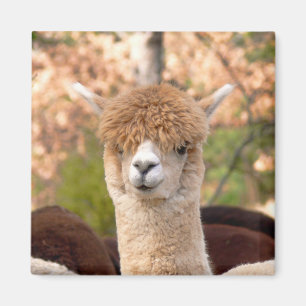 AlpacamagnetBelle Magnet