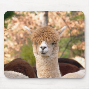AlpacaMousepad Belle Musmatta