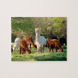 Alpacapussel med gåvan boxas pussel