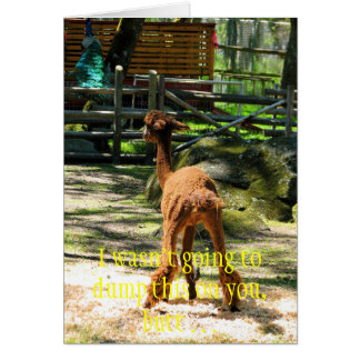 Alpacaroligt OBS Kort