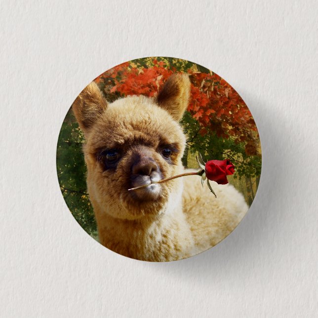 Alpacaron knäppas knapp (Framsida)