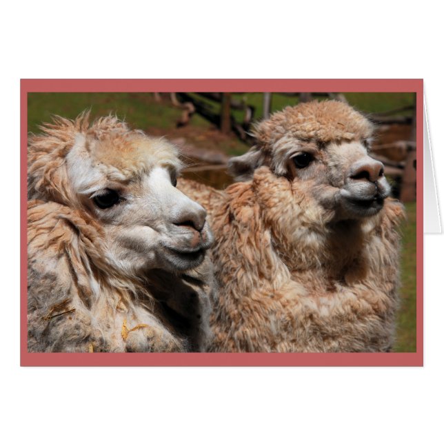 "Alpacas" Hälsningskort (Framsidan Horizontal)
