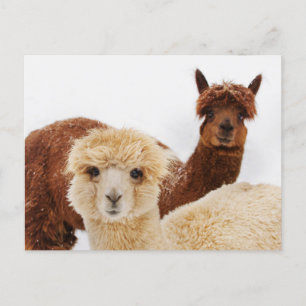 Alpacas i foto Snö Vykort