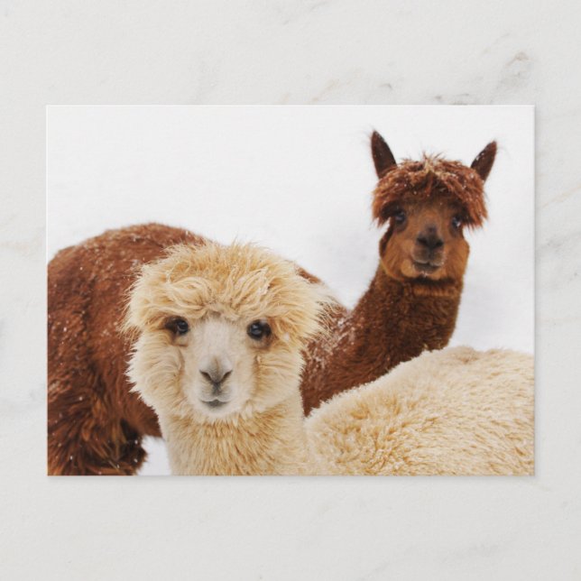 Alpacas i foto Snö Vykort (Framsida)