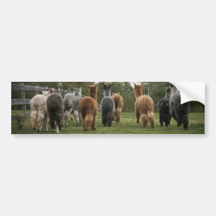 Alpacas i rörelse bildekal