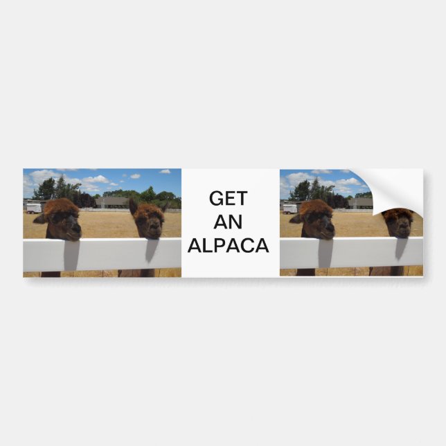 Alpacas i Templeton, Kalifornien Bildekal (Framsidan)